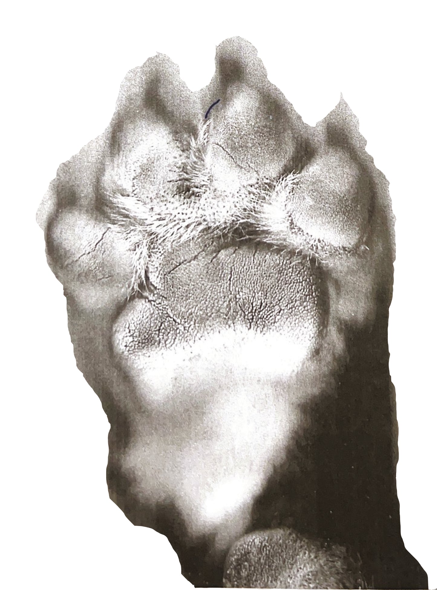 The Mino's Family T-Shirt "Massi & Mino"